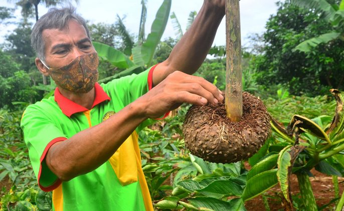 Petani menunjukkan umbi tanaman Porang (Amorphophallus Muelleri) di Desa Kedung Sari, Gebog, Kudus, Jawa Tengah, Selasa (30/12/2020). Tanaman umbi-umbian yang banyak tumbuh di hutan tersebut mengandung.